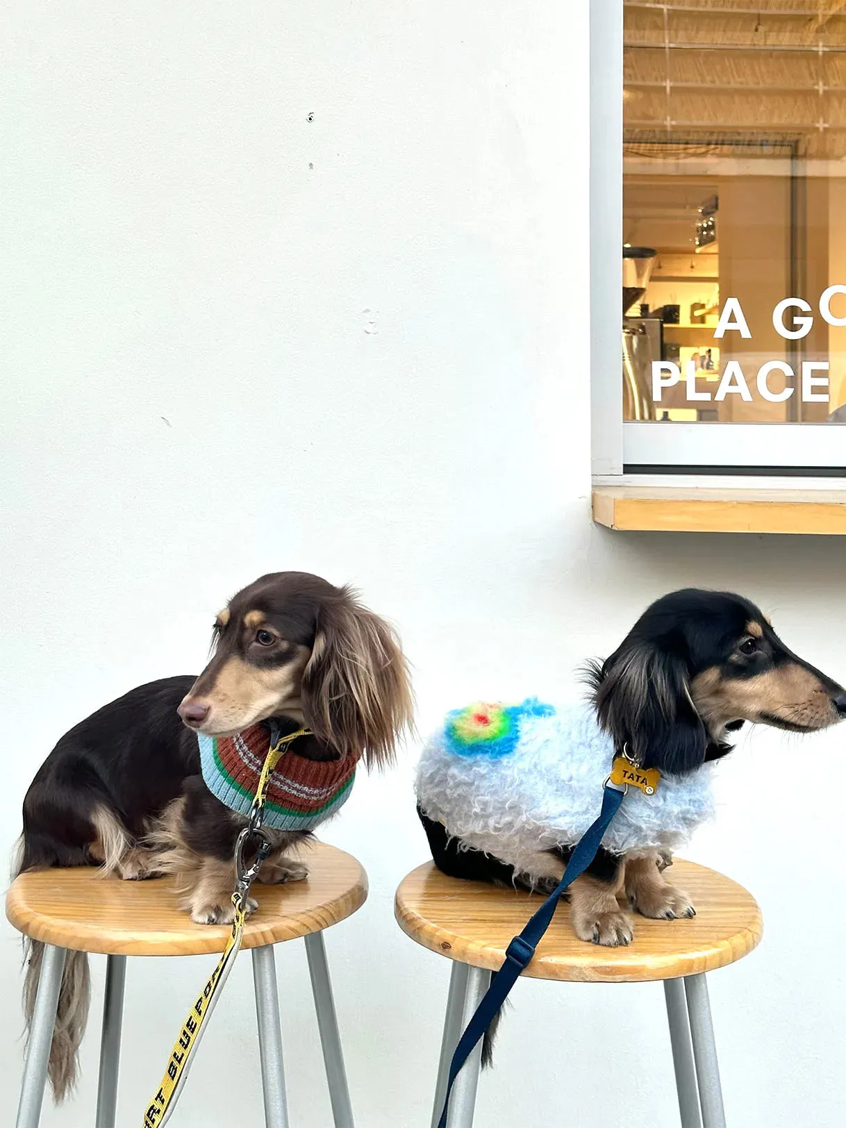 Fruit Market | Ultra-Soft Stretchy Fluffy Dog Pullover