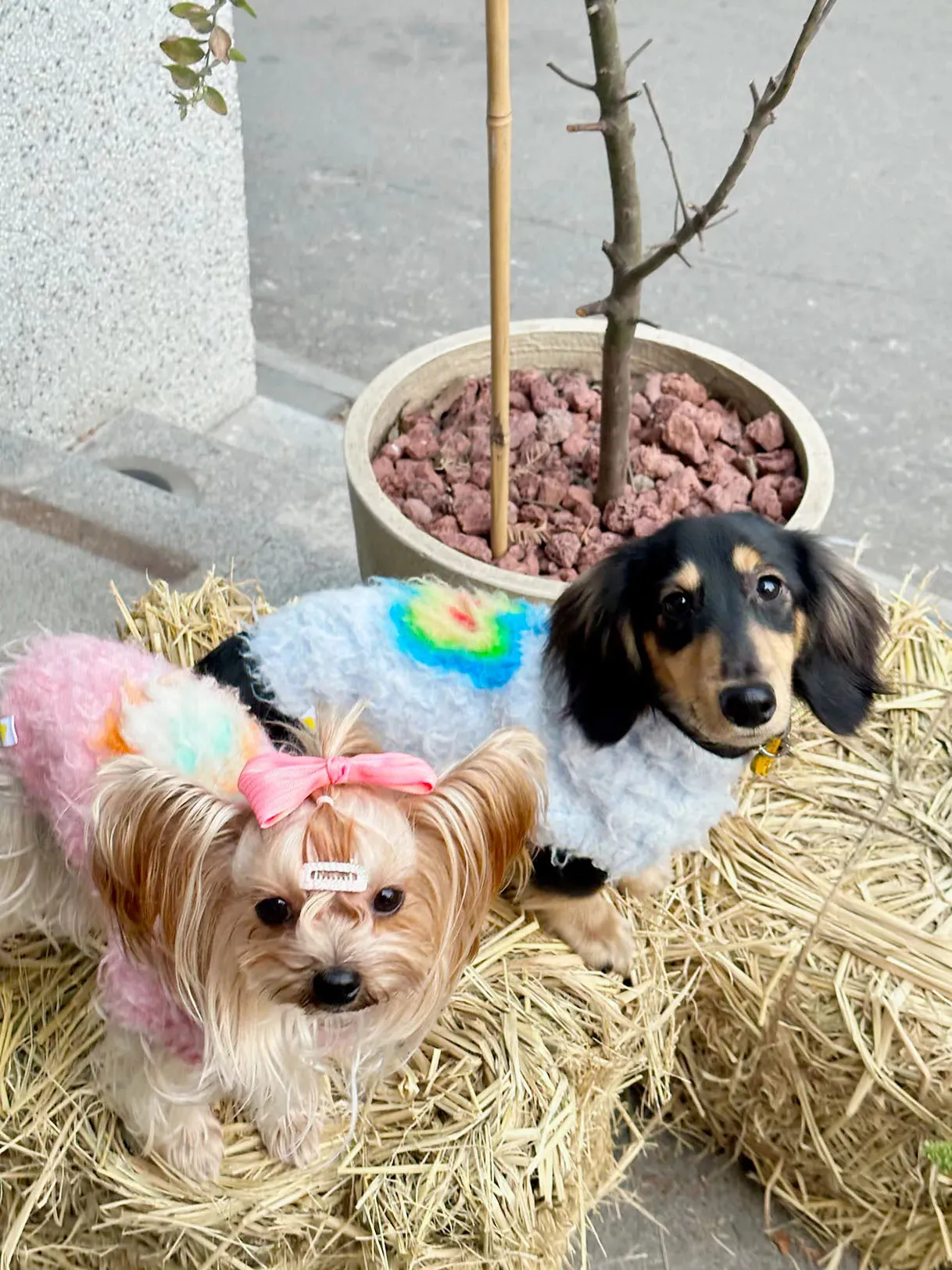 Fruit Market | Ultra-Soft Stretchy Fluffy Dog Pullover