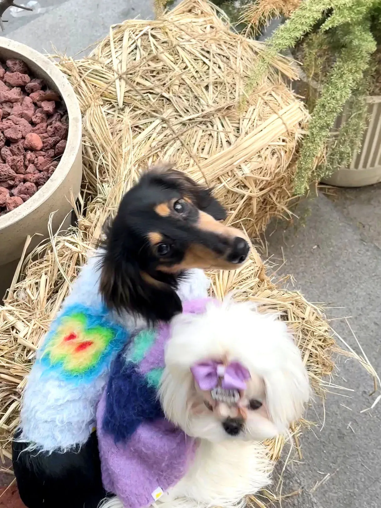 Fruit Market | Ultra-Soft Stretchy Fluffy Dog Pullover
