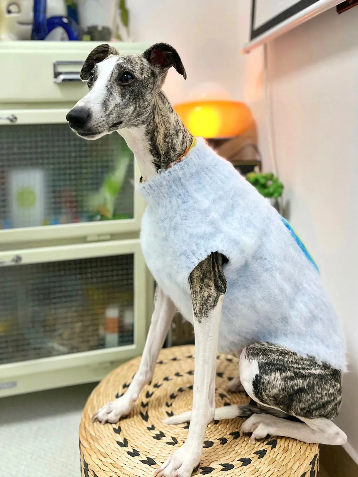 Fruit Market | Ultra-Soft Stretchy Fluffy Dog Pullover